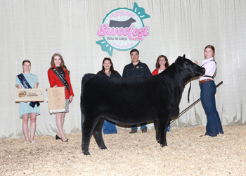 Owned Junior Champion Heifer--division 1