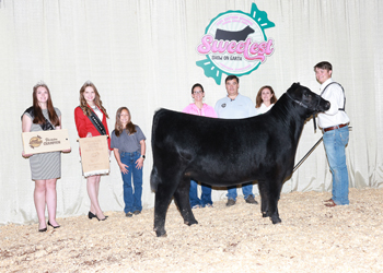 Bred-and-owned Intermediate Champion Heifer