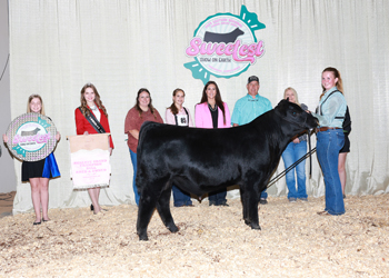 Reserve Grand Champion Bred-and-owned Bull