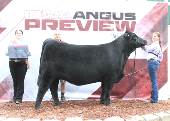 Bred-and-owned Senior Champion Female