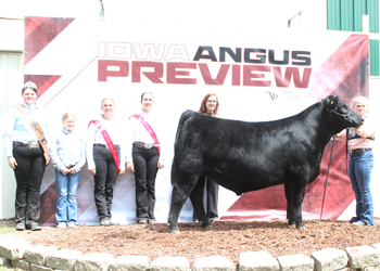 Grand Champion Steer