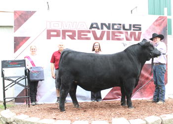 Grand Champion Bred-and-owned Bull