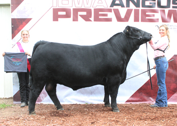 Bred-and-owned Reserve Junior Champion Bull