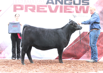 Owned Senior Heifer Calf Champion