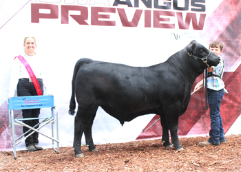 Reserve Grand Champion PGS Bull