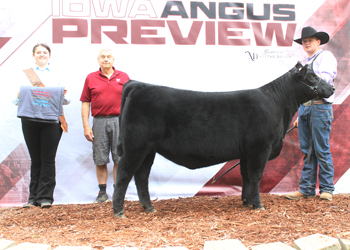 Bred-and-owned Senior Heifer Calf Champion