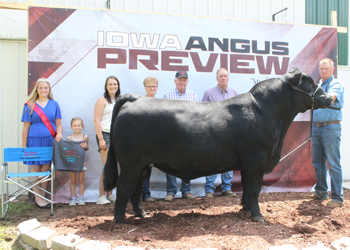 Reserve Grand Champion Bull