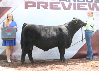 Senior Bull Calf Champion