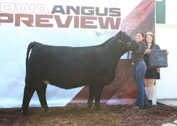 Late Junior Champion Heifer