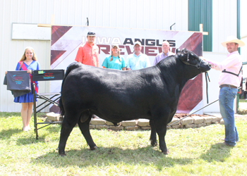 Grand Champion Bull