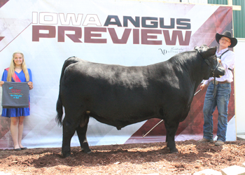 Reserve Junior Champion Bull