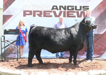 Grand Champion Steer