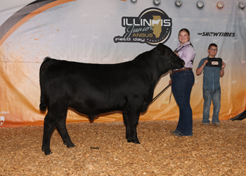 Bred-and-owned Intermediate Champion Bull