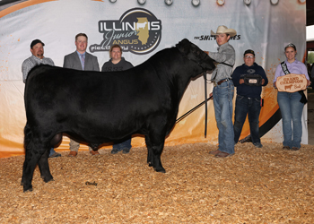 Grand Champion Bred-and-owned Bull