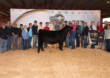 Grand Champion Bred-and-owned Female