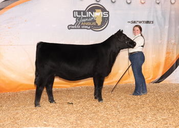 Owned Reserve Intermediate Champion Heifer