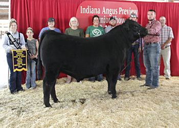 Reserve Grand Champion Bred-and-owned Bull