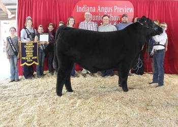 Grand Champion Steer