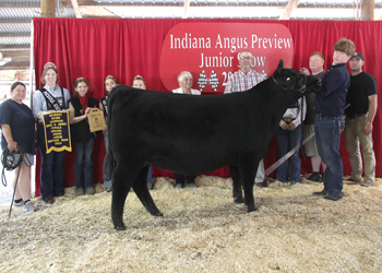 Reserve Grand Champion Bred-and-owned Female