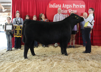 Reserve Grand Champion Steer