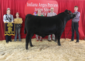 Grand Champion Bred-and-owned Bull