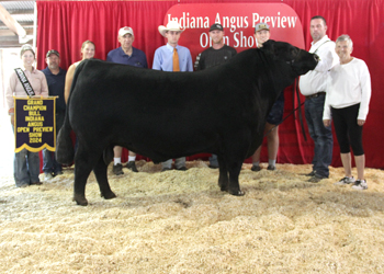 Grand Champion Bull