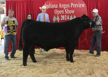 Reserve Grand Champion Bull