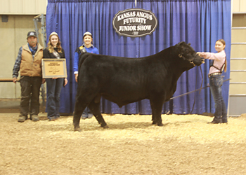 Reserve Grand Champion Bull