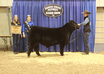 Grand Champion Bull