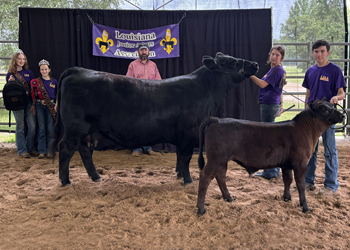 Reserve Grand Champion Cow-calf Pair