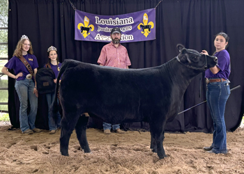 Reserve Grand Champion Owned Female