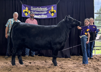 Grand Champion Owned Female