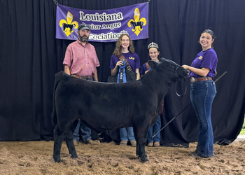 Grand Champion Bred-and-owned Bull