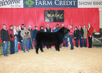 Grand Champion Steer