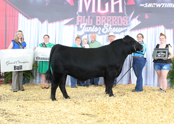 Grand Champion Bred-and-owned Bull