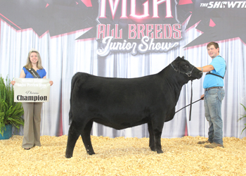 Bred-and-owned Intermediate Champion Heifer