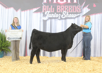 Bred-and-owned Reserve Senior Heifer Calf Champion