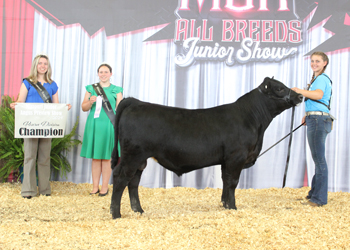 Bred-and-owned Reserve Senior Bull Calf Champion