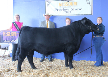 Reserve Senior Champion Bull