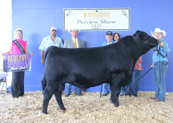 Reserve Junior Champion Bull