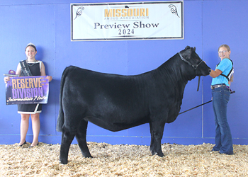 Reserve Intermediate Champion Heifer