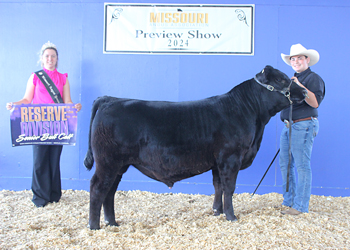 Reserve Senior Bull Calf Champion