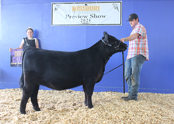 Early Senior Heifer Calf Champion