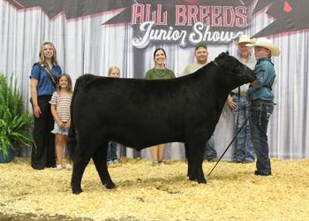 Reserve Champion Jackpot Steer