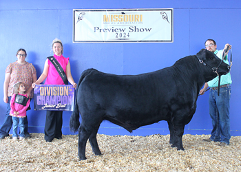 Junior Champion Bull