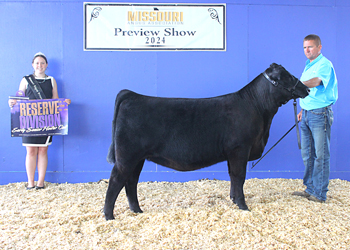 Reserve Early Senior Heifer Calf Champion