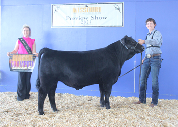 Intermediate Champion Bull