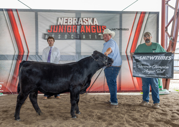 Reserve Grand Champion Bred-and-owned Bull