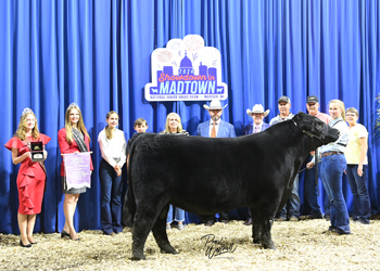 Resereve Senior Champion Bull