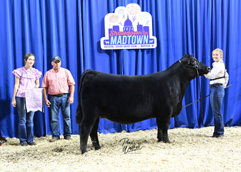 Bred-and-owned Reserve Senior Champion Female